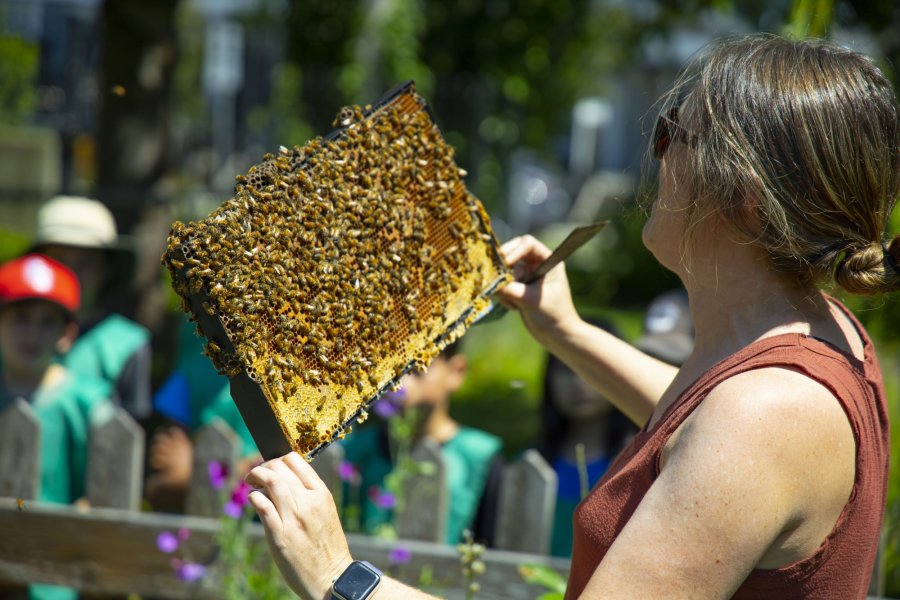 Beekeeper examining section of beehive