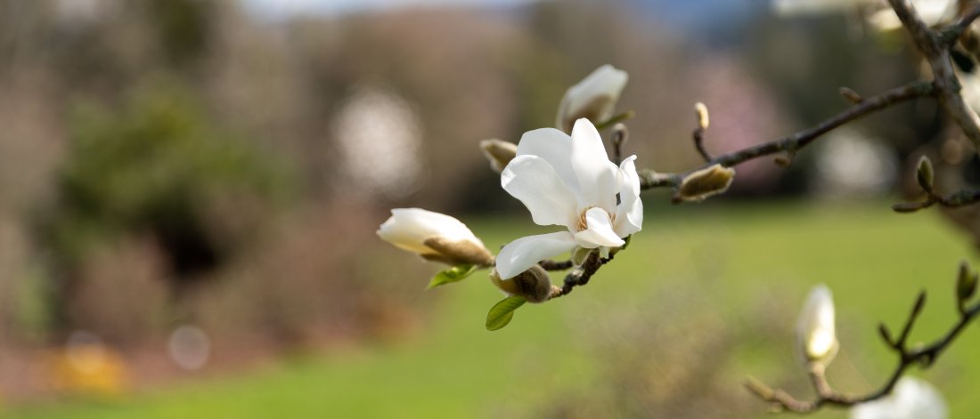margnolia flower