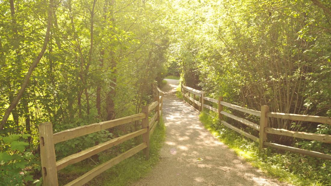 Trail at Green Timbers Urban Forest