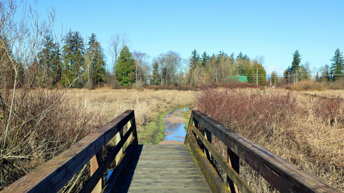 Wooden bridge in park