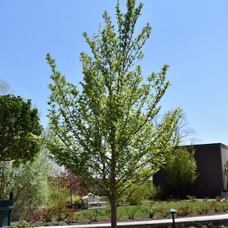 Small shade tree with green foliage