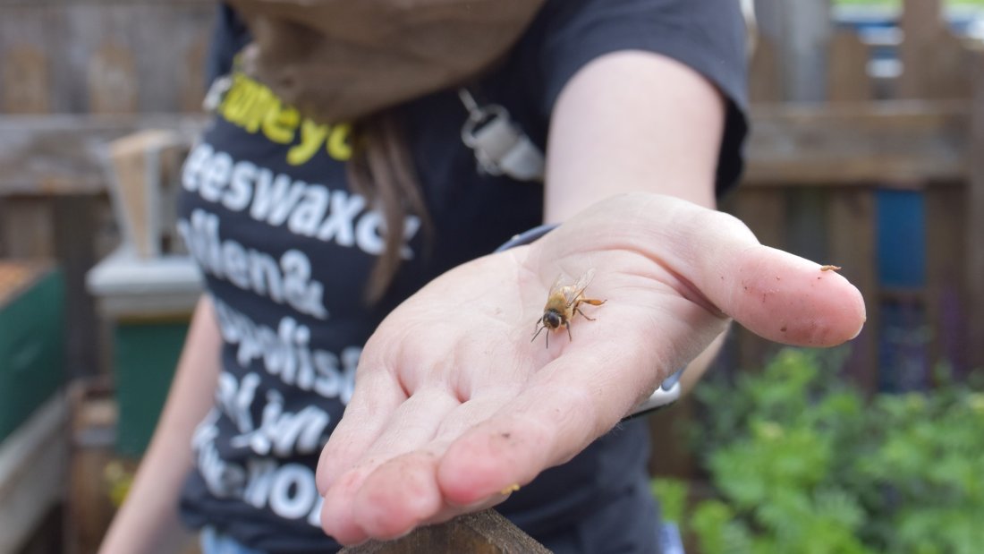 May 29, Day of the Honeybee, Honeybee Centre