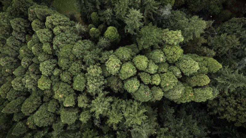 An aerial image of a redwood forest, showcasing the treetops.