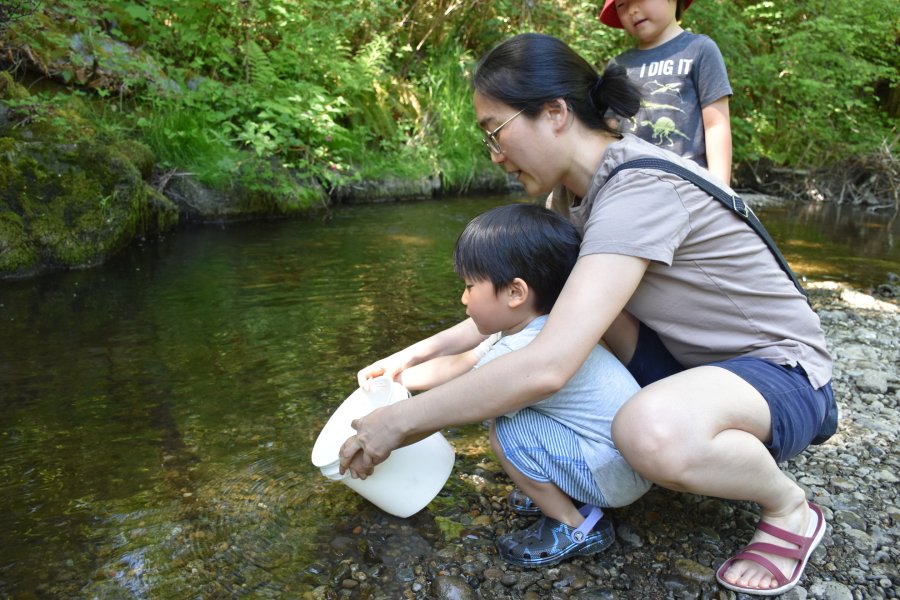 Parent and child releasing young salmon into a stream.