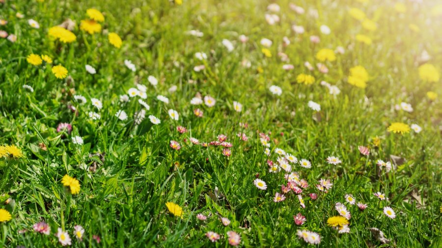 mix of grass and flowers