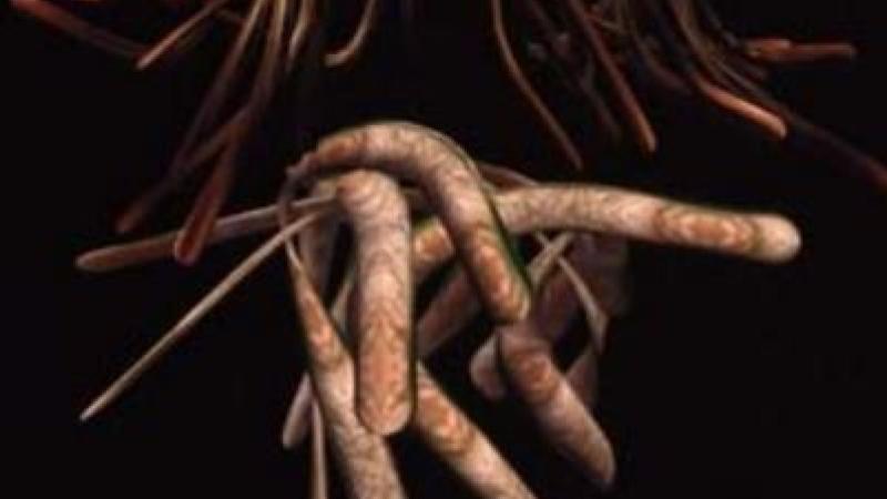 Reva Stone, Imaginal Expression #4