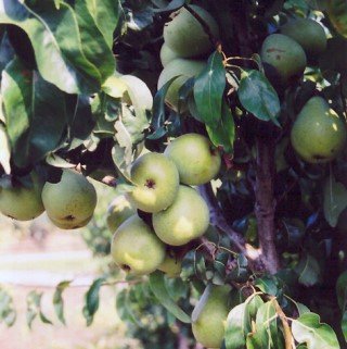 A pear tree laden with clusters of green Anjou pears.