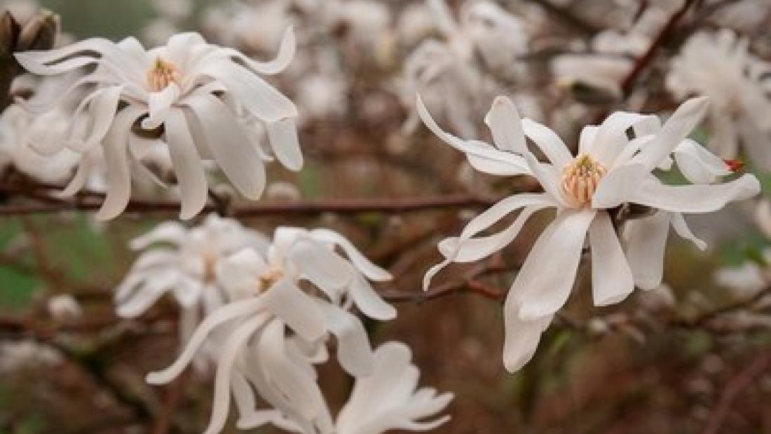 White Magnolia at Fleetwood Park