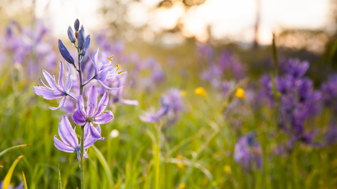 A field of purple flowers.