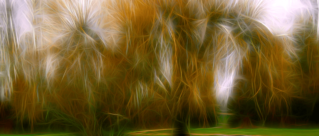 Wet Willow Weeping by Leah Murray